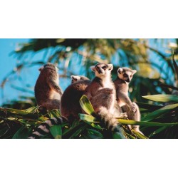 Rundreisen Madagaskar: Die Insel der Lemuren und Baobabs