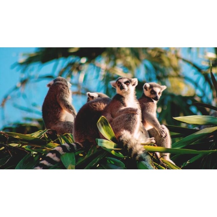 Rundreisen Madagaskar: Die Insel der Lemuren und Baobabs