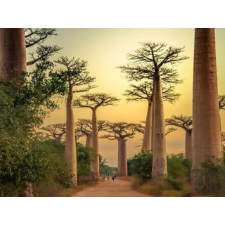 Erlebnisreisen Madagaskar: Die Insel der Lemuren und Baobabs