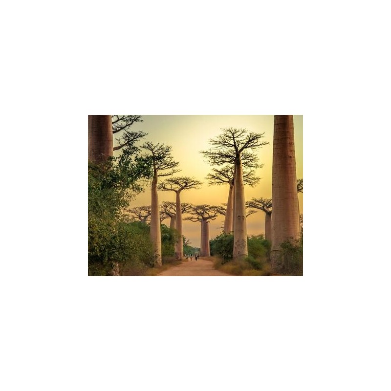 Erlebnisreisen Madagaskar: Die Insel der Lemuren und Baobabs