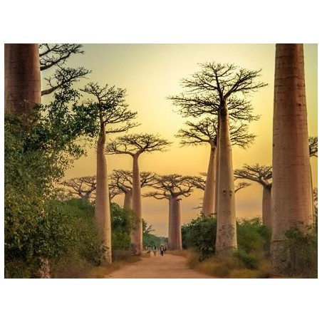 Erlebnisreisen Madagaskar: Die Insel der Lemuren und Baobabs