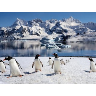 Kreuzfahrten Südamerika & Antarktis: Kreuzfahrt mit Sapphire Princess ab/an Buenos Aires inkl. Vorprogramm in Buenos Aires