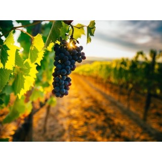 Village Camping Les Vignes