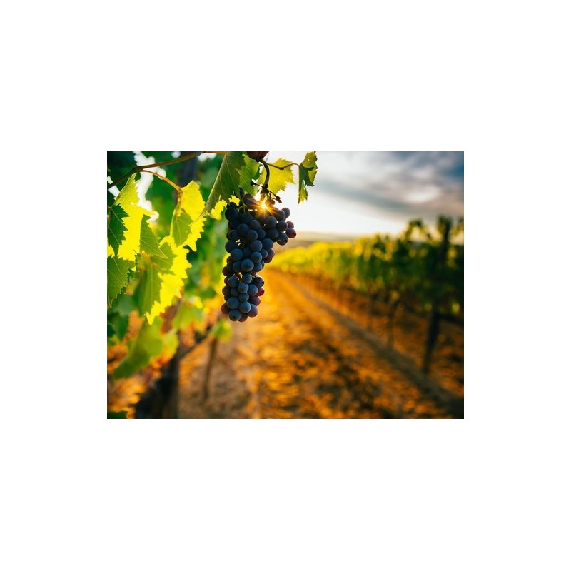 Village Camping Les Vignes