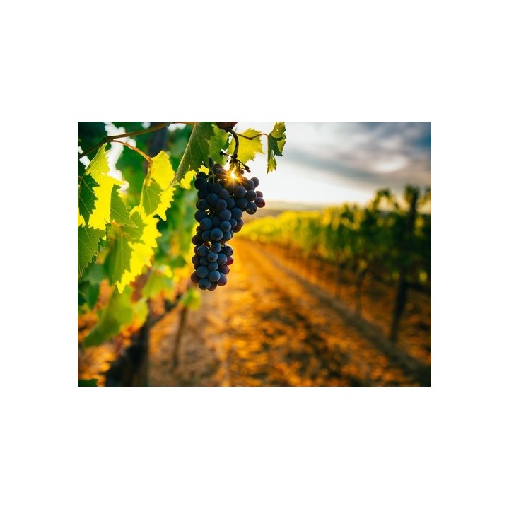 Village Camping Les Vignes