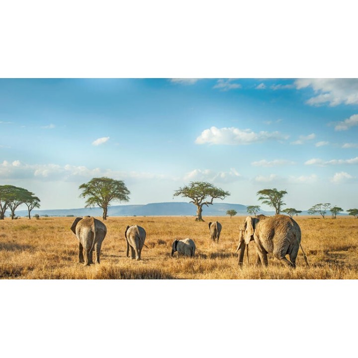 Rundreisen Tansania & Sansibar: Safari, Kultur & Badeparadies