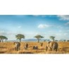 Rundreisen Tansania & Sansibar: Safari, Kultur & Badeparadies