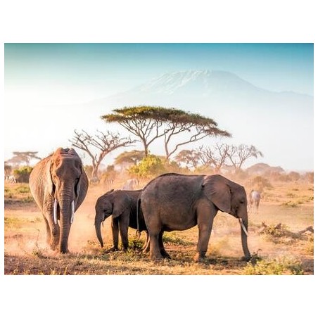 Kombinationsreisen Kenia: Wilde Schönheit erleben