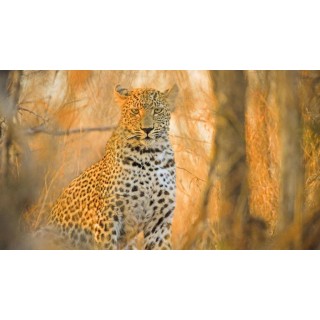 Rundreisen Südafrika: Safari, Küstenstraßen & Kapstadts Charme