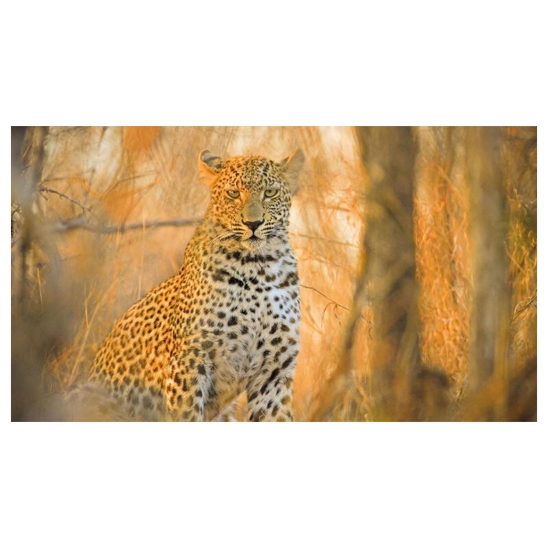 Rundreisen Südafrika: Safari, Küstenstraßen & Kapstadts Charme