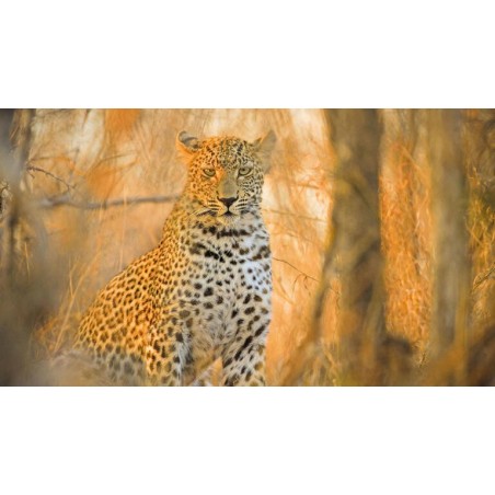 Rundreisen Südafrika: Safari, Küstenstraßen & Kapstadts Charme