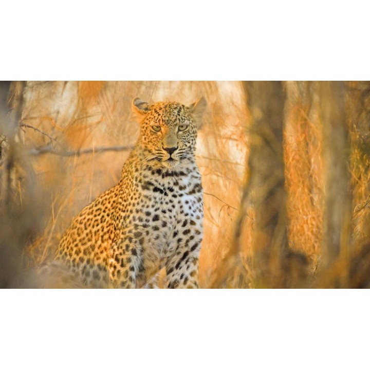 Rundreisen Südafrika: Safari, Küstenstraßen & Kapstadts Charme