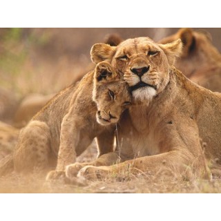 Rundreisen Südafrika: Wein, Safari & Küstenzauber