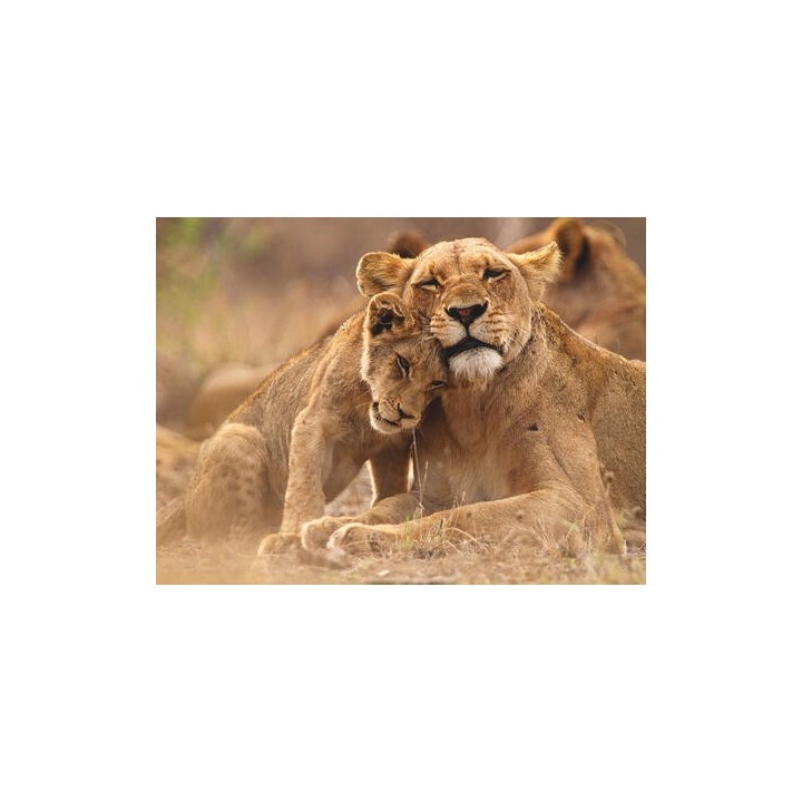 Rundreisen Südafrika: Wein, Safari & Küstenzauber