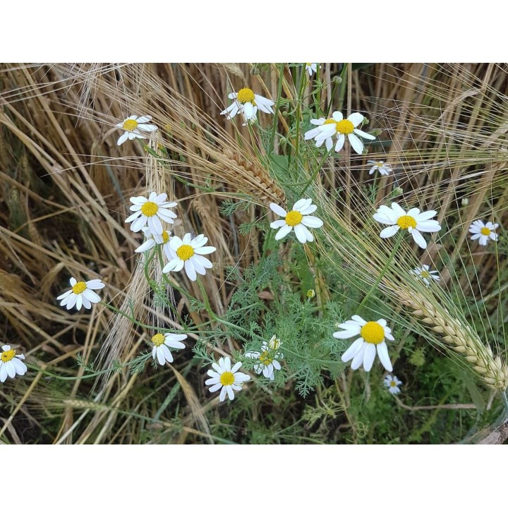 Ferienwohnung in Schorssow ab 45€ pro Nacht