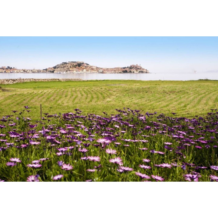 Ferienwohnung in Elba ab 40€ pro Nacht