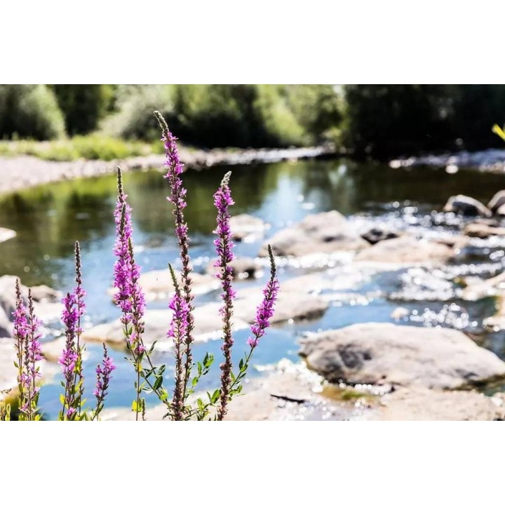 Camping in Gard ab 24€ pro Nacht