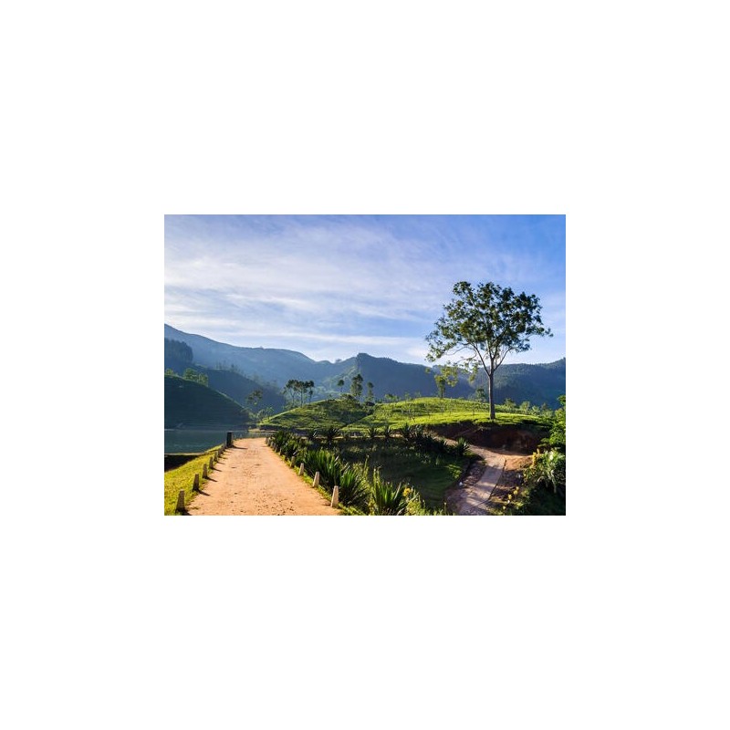 Rundreisen Sri Lanka: Zwischen Tempeln und Teeplantagen
