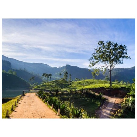 Rundreisen Sri Lanka: Zwischen Tempeln und Teeplantagen