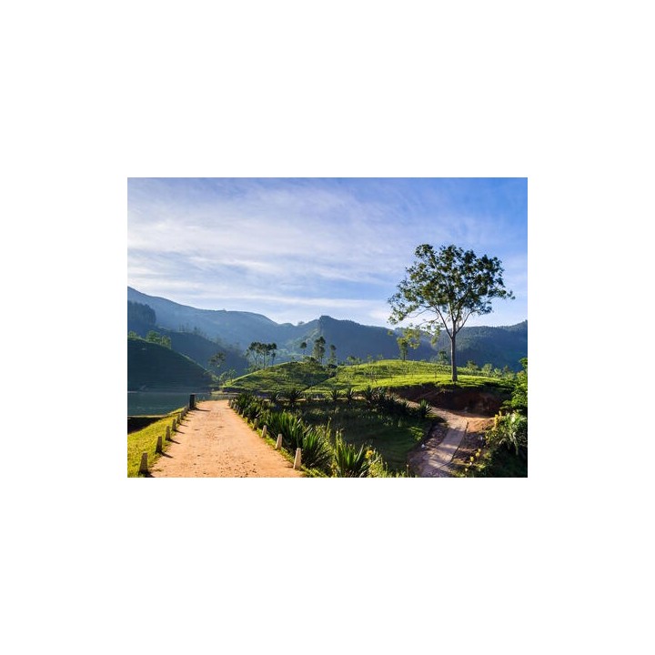 Rundreisen Sri Lanka: Zwischen Tempeln und Teeplantagen