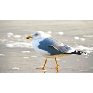 Eigene Anreise Nordsee - Norderney: Erholungsurlaub im 4-Sterne-Hotel Jann von Norderney