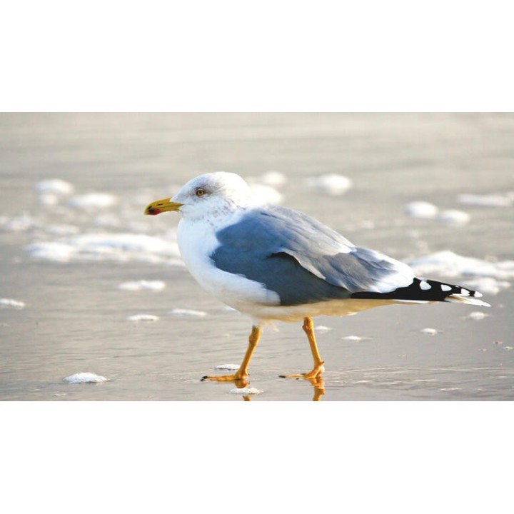 Eigene Anreise Nordsee - Norderney: Erholungsurlaub im 4-Sterne-Hotel Jann von Norderney