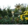 Ferienwohnung in Mosel ab 50€ pro Nacht