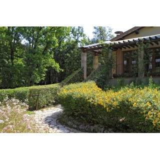 Berlin - San Gimignano - Camping Il Boschetto Di Piemma