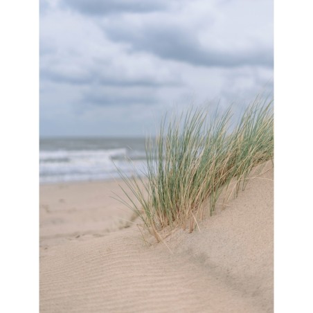 Sommer